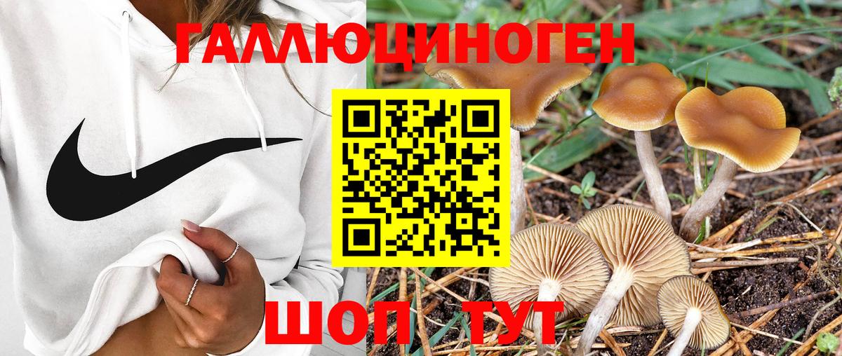 Псилоцибиновые грибы Cubensis Соль-Илецк